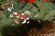 Plectorhinchus chaetodonoides juv-Wakatobi Pasar wajo Beach-17m-20180602-Denis-ADER-DSC_3213_tn